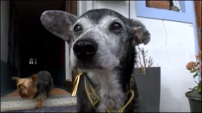 Votre animal est très vieux et très malade mais les seuls rendez-vous disponibles sont pendant vos heures de travail, vous :