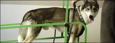 Non, ce chien n'est pas méchant, sauf que parfois, comme nous après un accident, il a besoin d'une...