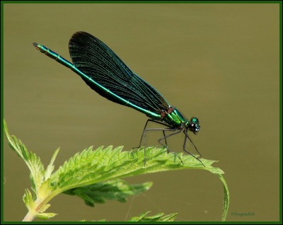 S'agit-il d'une libellule ou d'une sauterelle ?