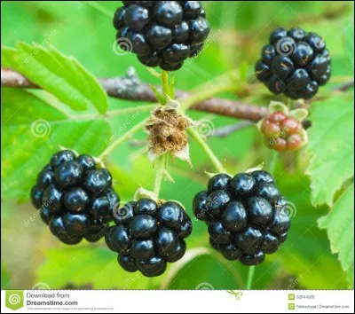 On y va à sa perte, c'est le...