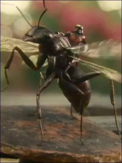 La fourmi baptisée Antoinette par Scott Lang est la numéro combien de toutes celles d'Hawk Pym ?