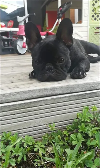 De quelle couleur est le bouledogue de la photo ? Il est