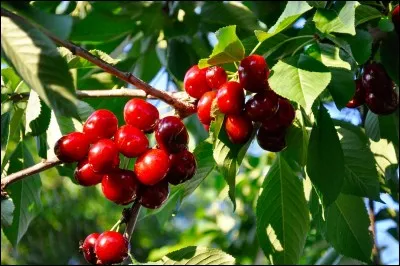 Quel fruit peut-être "cerise" ?