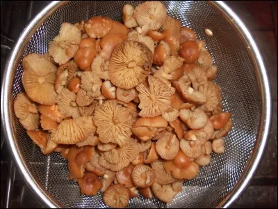 Qu'allons-nous déguster dès que ces champignons seront cuisinés ?