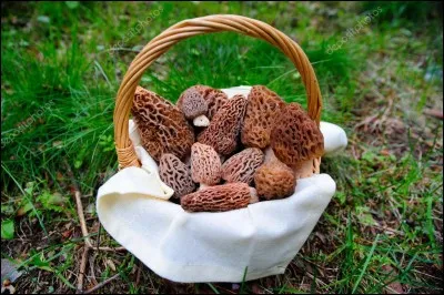 Avant de terminer, je vous ai apporté ce joli panier de champignons de printemps. Profitez-en ils sont fraîchement cueillis ! Je vous les conseille crus, pour améliorer une salade !