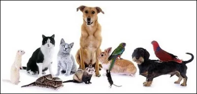 Imagine que tu visites la plus grande animalerie du monde. Quel animal de compagnie pourrais-tu choisir ?