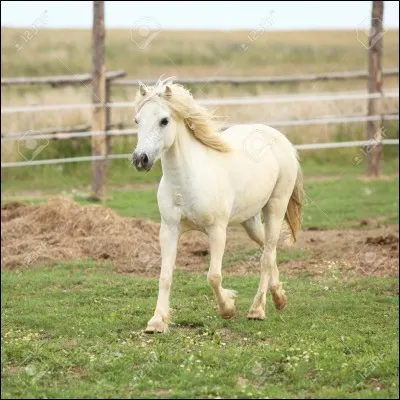 Quel nom de cheval aimes-tu ?