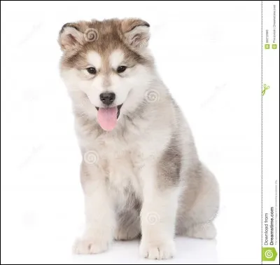 Quel animal préfères-tu ?