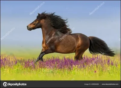 Où voudrais-tu galoper ?