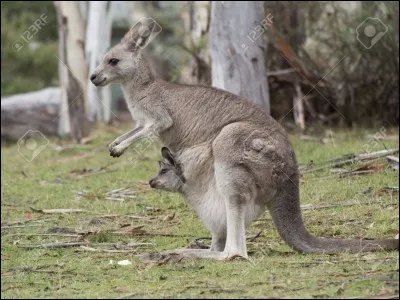 Quel terme désigne un marsupial de la famille des macropodidés ?