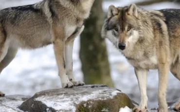 Quiz Loups