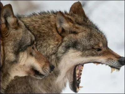 Le loup adulte poss&egrave;de...