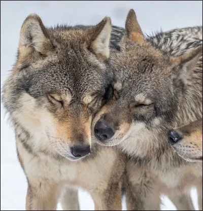 Quel animal est un descendant du loup ?