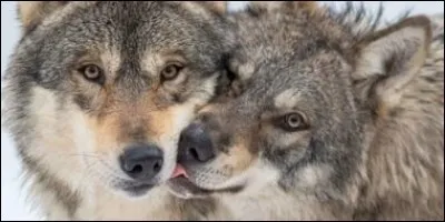 Quelle race de loup n'existe pas ?