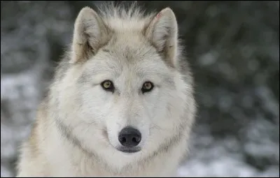 Le loup fait partie de la famille des...