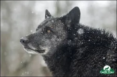 Quel animal est capable de manger un loup ?