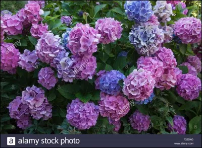 Comment s'appellent les fleurs sur la photo ?