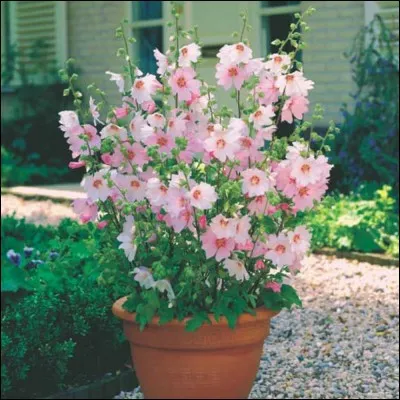 À qui doit-on le système de "physiognomonie" ?