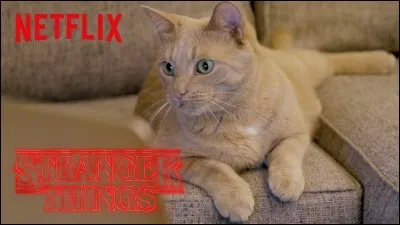 Détails : comment se nomme le premier chat de la famille Henderson ?