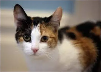 La majorité des chats tricolores sont des femelles !