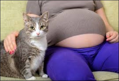 Combien de mamelles la chatte a-t-elle ?