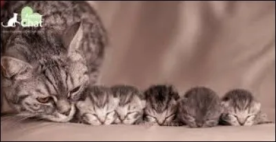 À la naissance, les chatons sont sourds et aveugles !