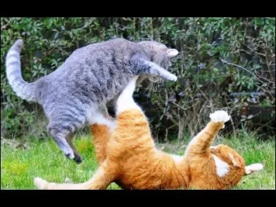 Si le chaton est séparé de sa mère avant ses 2 mois, il aura des difficultés à communiquer avec les autres chats !