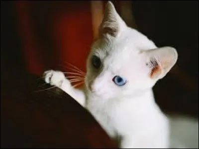 Les chats blancs aux yeux bleus sont sourds !