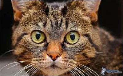 Comment le chat interprète-t-il votre intention si vous le regardez droit dans les yeux ?