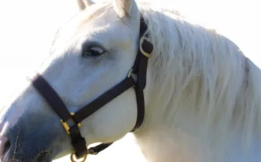 Quiz Galop 1