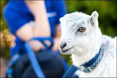 Quel animal pr&eacute;f&egrave;res-tu parmi ceux propos&eacute;s ?