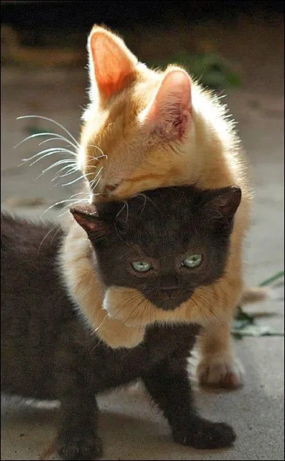 Quelle est sa meilleure amie ?