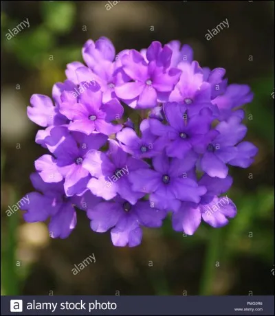 Qui fut le premier Européen à arriver aux Philippines ?