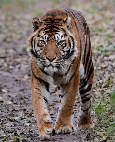 Le tigre de Sibérie est une espèce en voie de disparition.