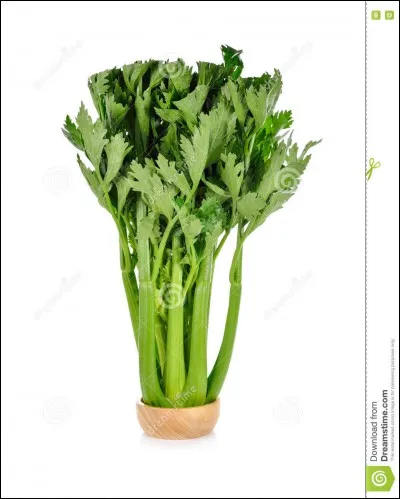 Dans l'antiquité romaine, qu'était ce qu'un sacène ?