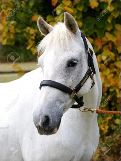 Il n'est pas exact de dire qu'un cheval est blanc :