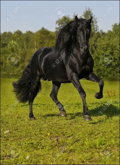 Quel est le nom de la robe du cheval qui est complétement noir ainsi que ses extrémités ?