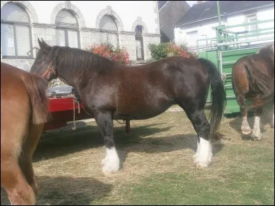Ce cheval a un corps roux ou gingembre de même que les extrémités. La crinière et la queue ne sont jamais entièrement noires mais peuvent compter quelques crins. Sa crinière et queue peut aussi être de couleur crème.