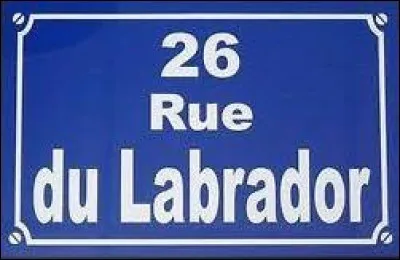 Bande dessinée - Quel personnage habite au 26, rue du Labrador ?