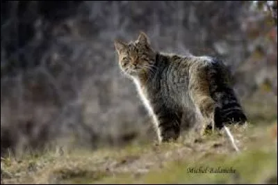 Complétez cette expression : "Quand le chat n'est pas là, les souris...