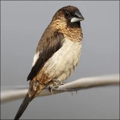 Quel est cet oiseau ?