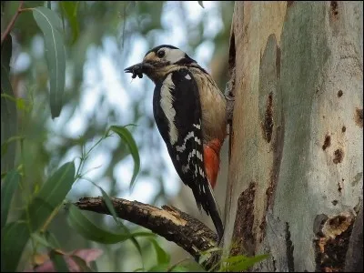 Quel est cet oiseau ?