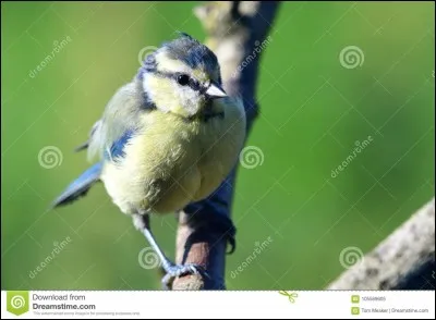 Quel est cet oiseau ?