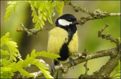 Quel est cet oiseau ?
