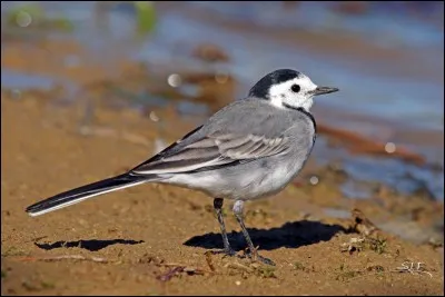 Quel est cet oiseau ?