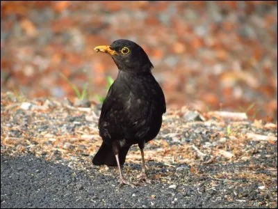 Quel est cet oiseau ?