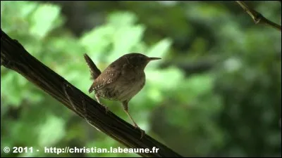 Quel est cet oiseau ?