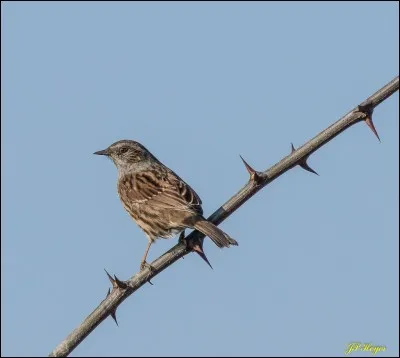 Quel est cet oiseau ?