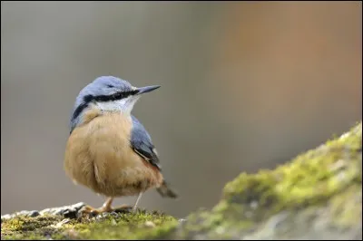 Quel est cet oiseau ?