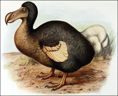 De quelle île, le "dodo' (oiseau, aujourd'hui disparu) est-il l'emblème ?